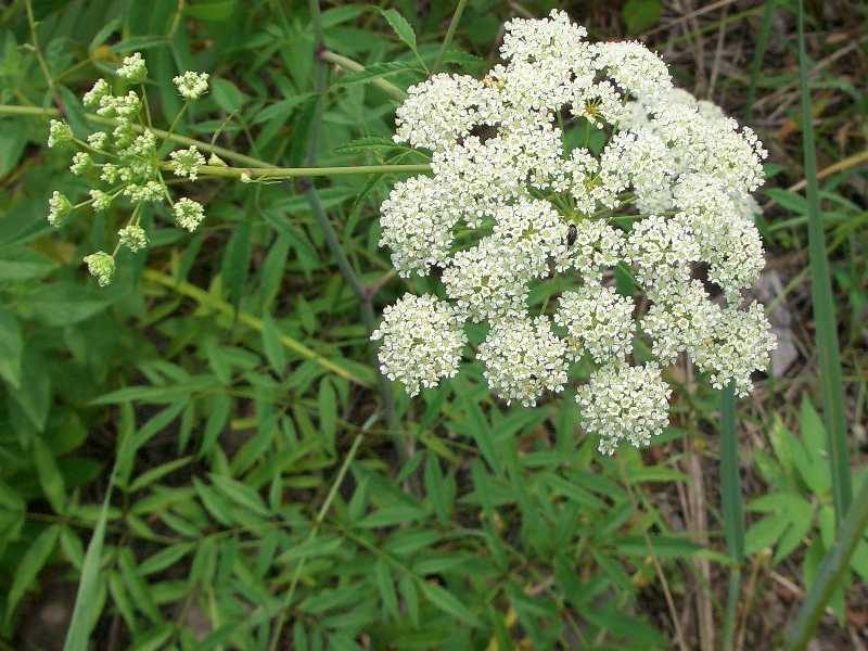 Water Hemlock is considered one of the most toxic plants in North America. In Vietnam, it grows abundantly in marshy areas and wet ponds.