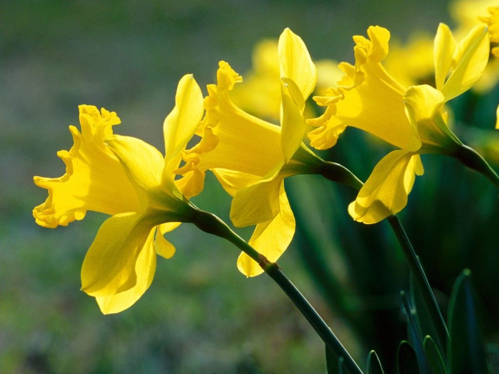 Consuming daffodils may cause skin rashes or ulcers.