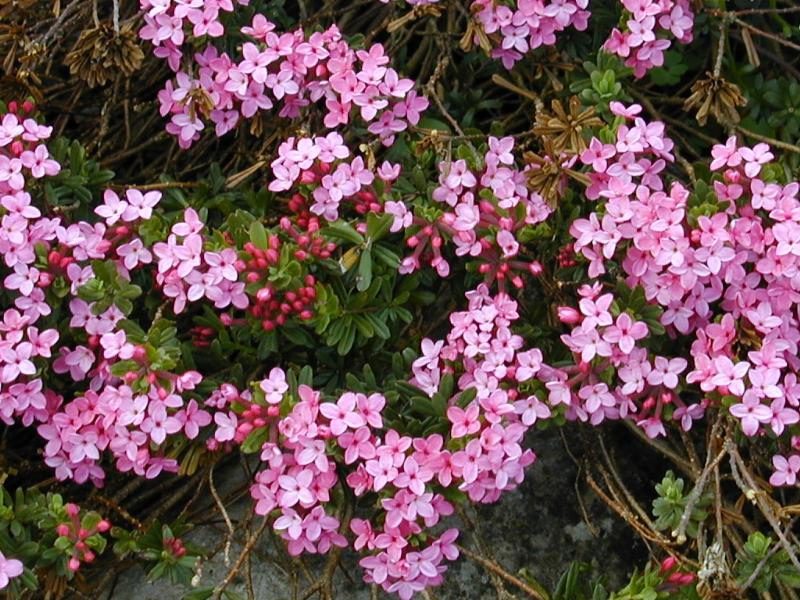 Poison hemlock is an extremely toxic plant containing high levels of mezerein.