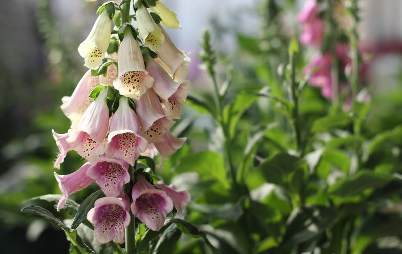 Eating foxglove flowers can cause stomach pain and arrhythmias.