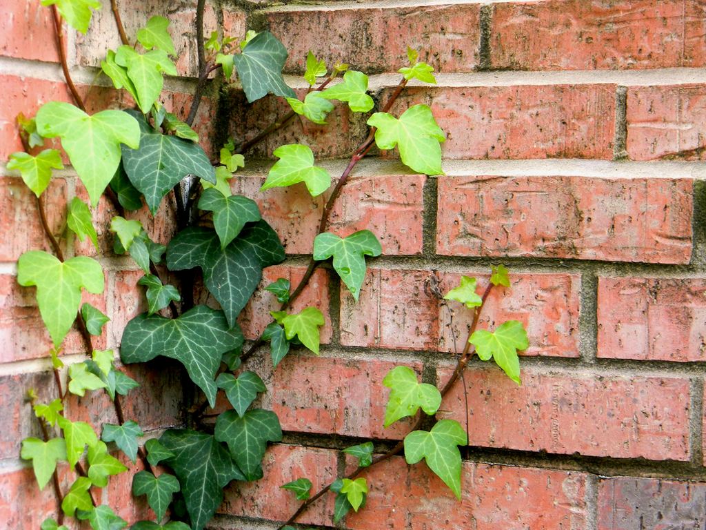 Ivy leaves can cause difficulty breathing, nausea, rashes, hives, vomiting, paralysis, or coma.