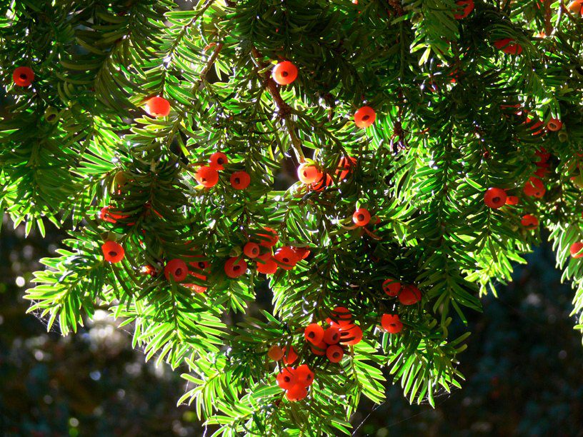 All parts of the yew tree contain lethal toxins.