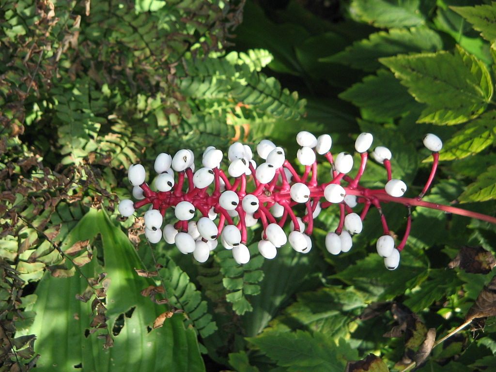 The toxins in baneberry can cause the heart to stop immediately.