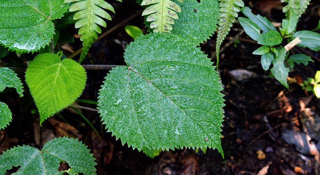 The hairs on the leaves of giant hogweed contain very high levels of toxins.