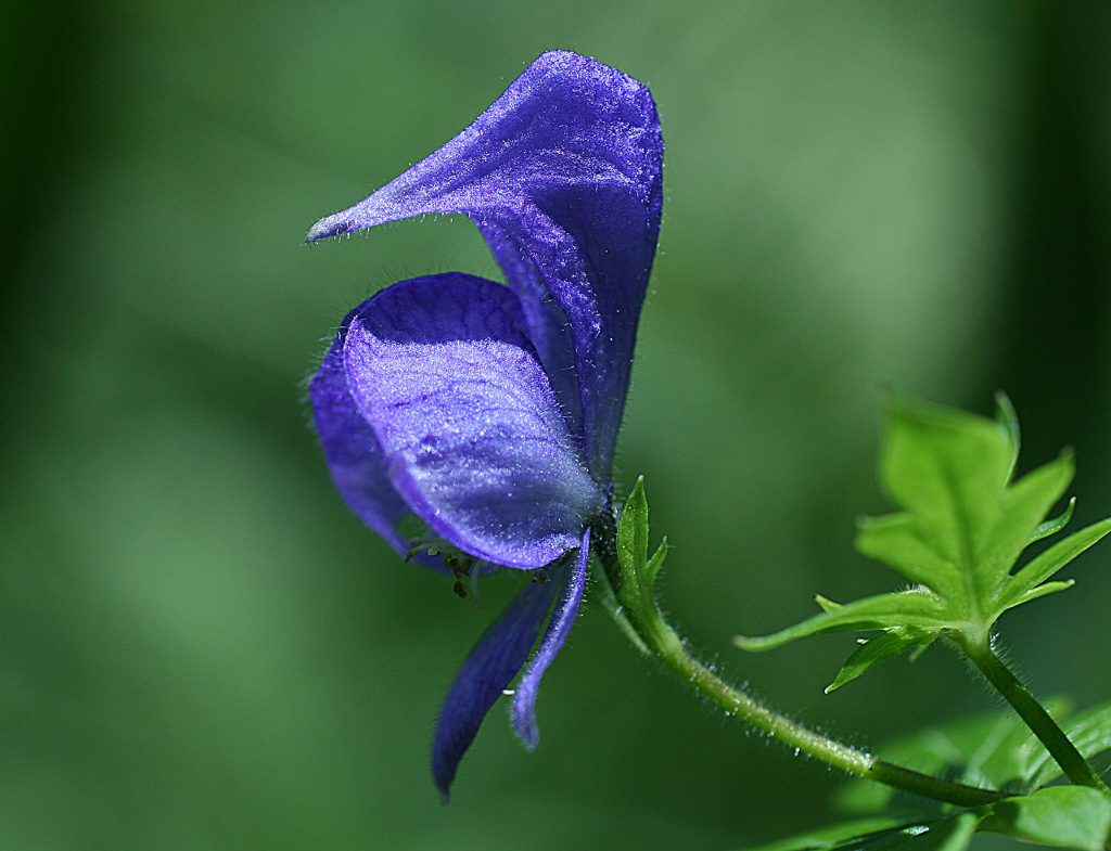 Aconite can cause vomiting, dizziness, and diarrhea upon contact.