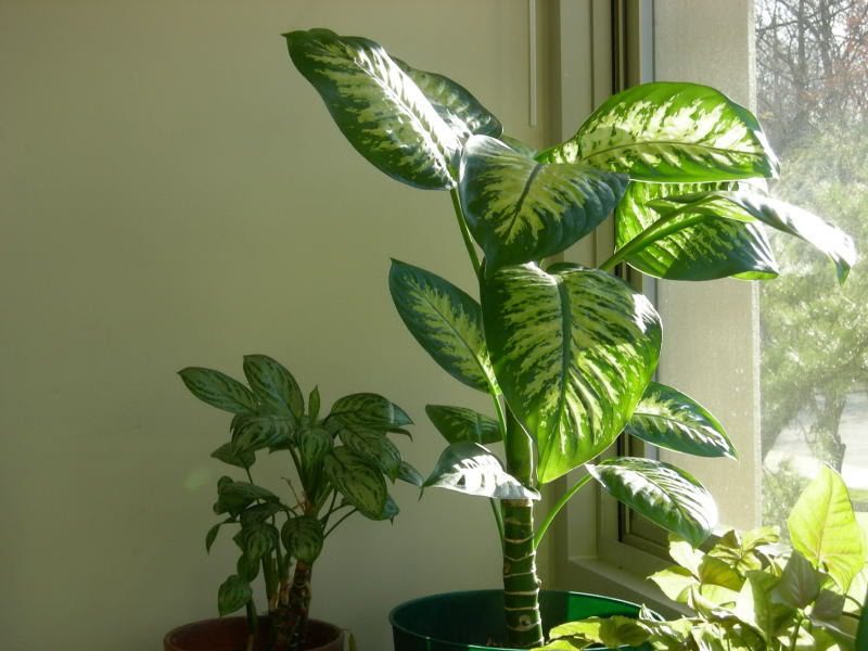 The sap of the peace lily can cause skin allergies, burns, choking, and difficulty breathing.