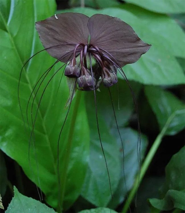 This strange flower is also linked to many mythical legends