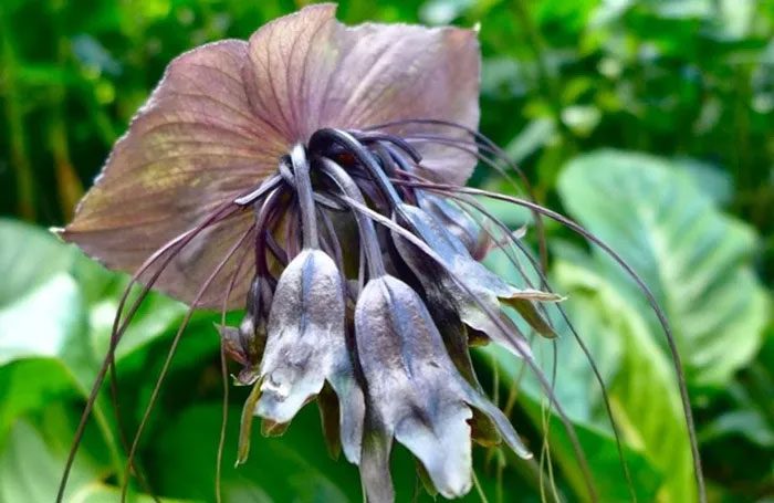 The Black Bat Flower serves as a bridge between science and legend, between life and death.