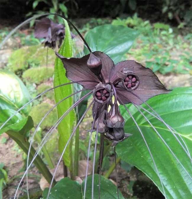 The Black Bat Flower, scientifically known as Tacca chantrieri, belongs to the Dioscoreaceae family