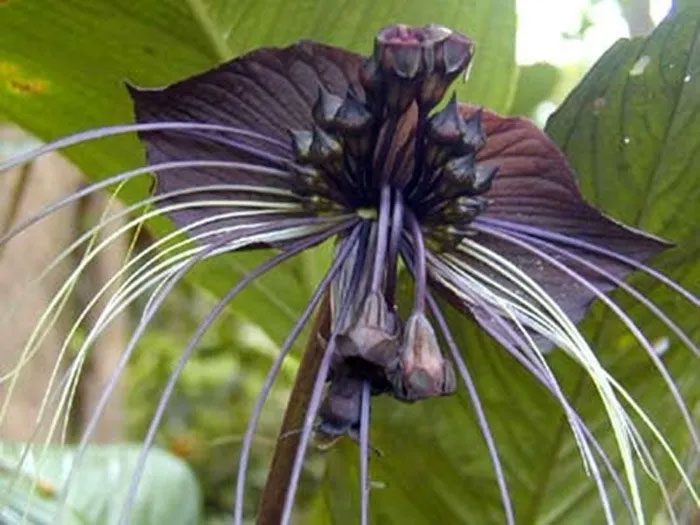 The structure of the Black Bat Flower is mesmerizing