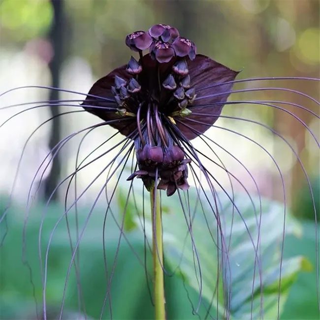 The dark purple hue of the Black Bat Flower is regarded as unique and rare