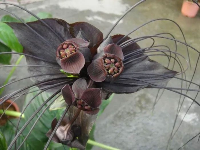 The Black Bat Flower is not just a cultural symbol but also an incredible biological wonder.