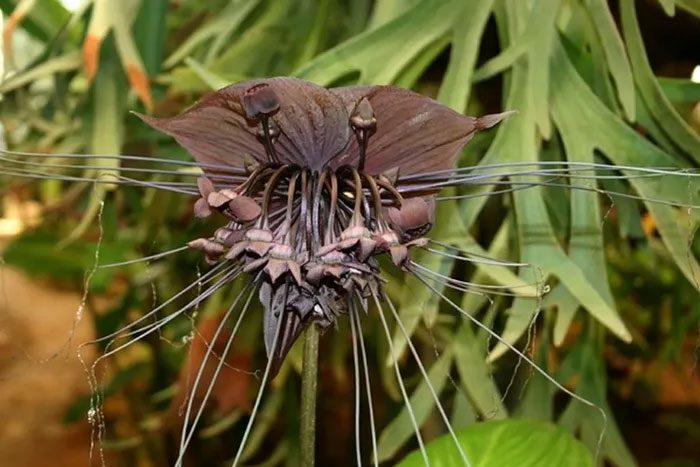 Today, the Black Bat Flower has become an inspiration for plant enthusiasts