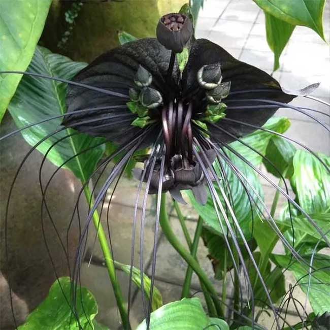 The Black Bat Flower evokes curiosity and fear.