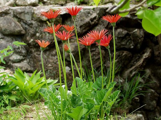 Gerbera Daisy