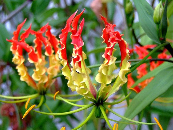 Gloriosa Flower