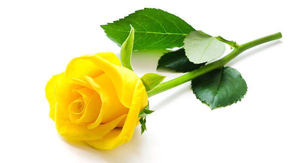 Yellow roses are often chosen to gift to friends, family, or colleagues.