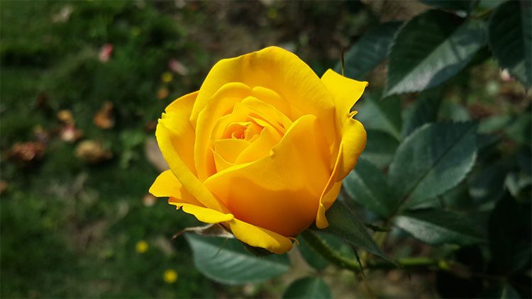 The yellow rose carries the tragic tale of the beautiful Elisa.