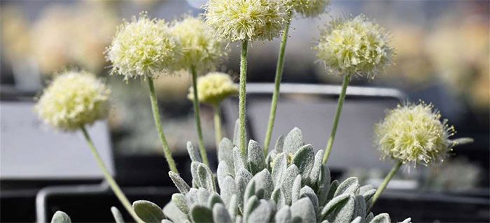 Tiehm's buckwheat.