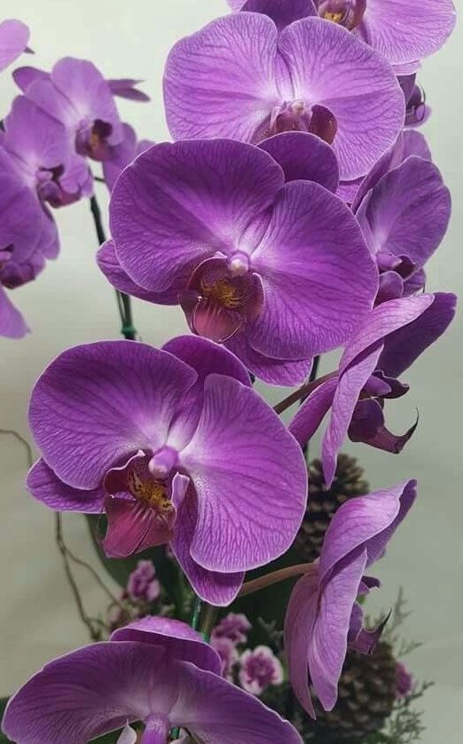 Orchid