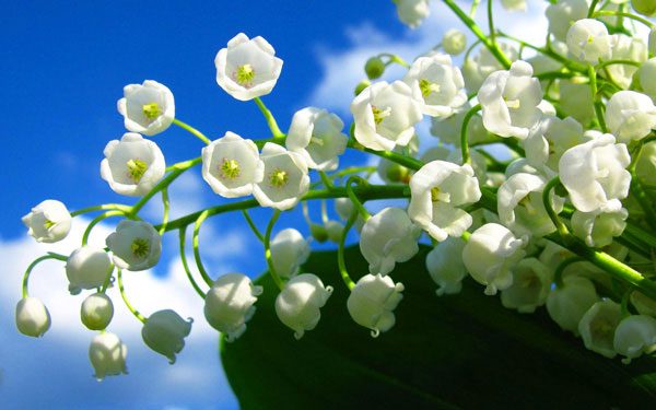 Lily of the Valley