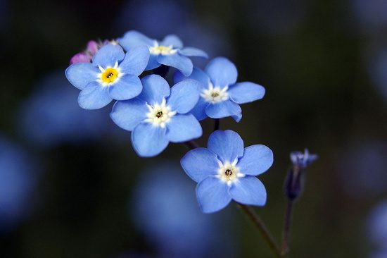 Forget-Me-Not