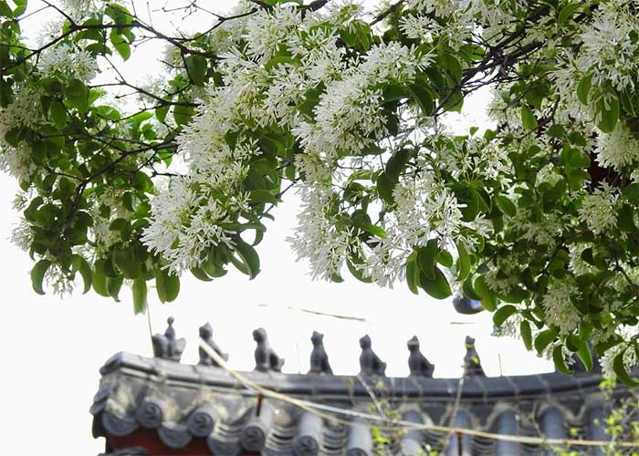 The Fragrant Olive tree is over 800 years old and very famous.