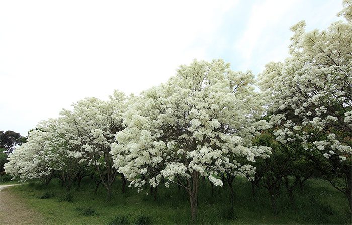 In ideal conditions, the Fragrant Olive can grow between 9 to 12 meters tall.