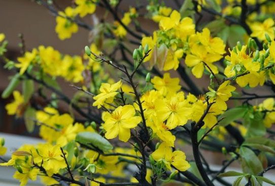 In nature, the Mai tree sheds its leaves in winter and blooms in spring