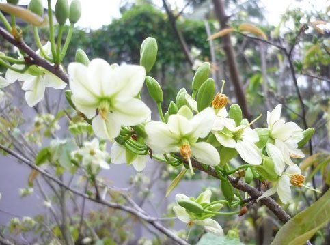 According to traditional medicine, apricot flowers have a sweet, slightly bitter taste, warm property, and are non-toxic...