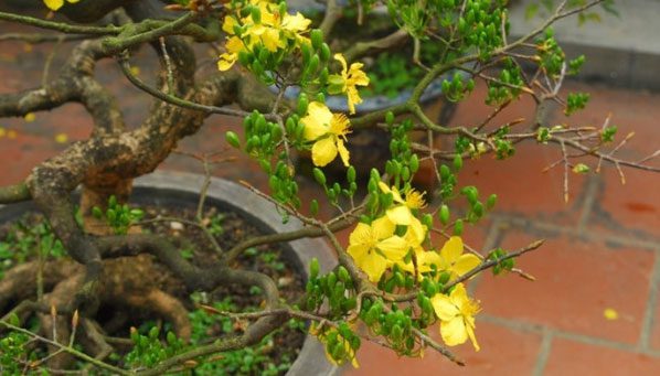 There are 8 types of Mai flowers in Vietnam.