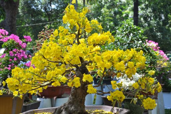 The Mai flower is highly cherished during Tet in Southern Vietnam.