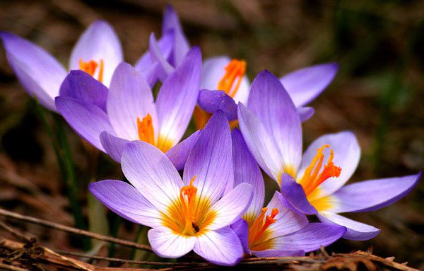 Saffron Flower