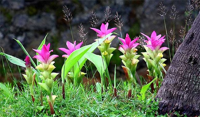 Turmeric Plant