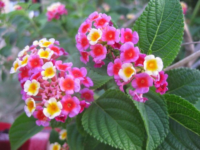 Five-Color Flower