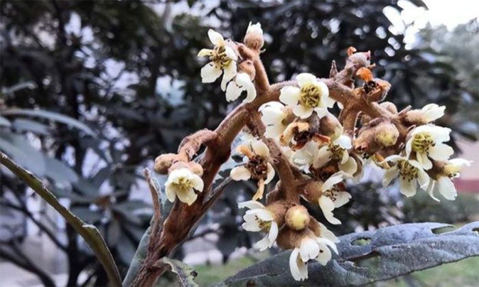 The Western Nanking Cherry tree has high environmental requirements, and its care is not simple.