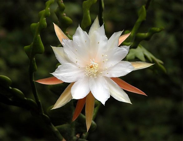 How to grow and care for night-blooming cereus