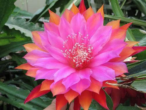 How to grow and care for night-blooming cereus