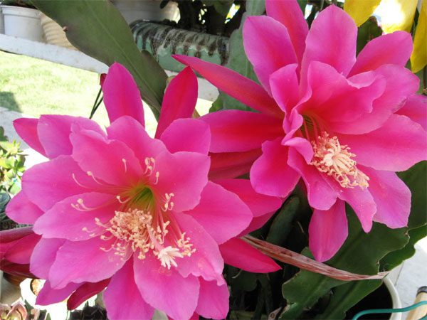 How to grow and care for night-blooming cereus