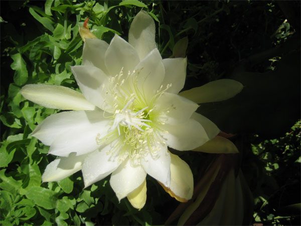 How to grow and care for night-blooming cereus