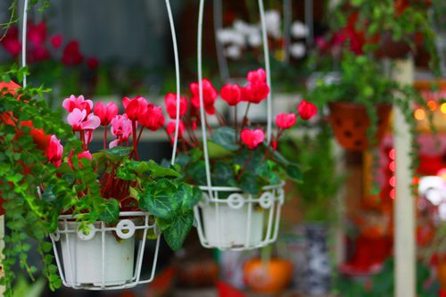 To achieve a beautiful lowland lotus pot, flower enthusiasts need to pay attention to some simple planting techniques