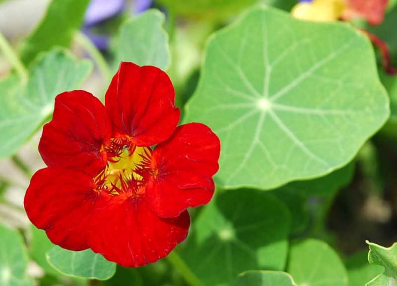 This plant is quite effective at repelling mosquitoes