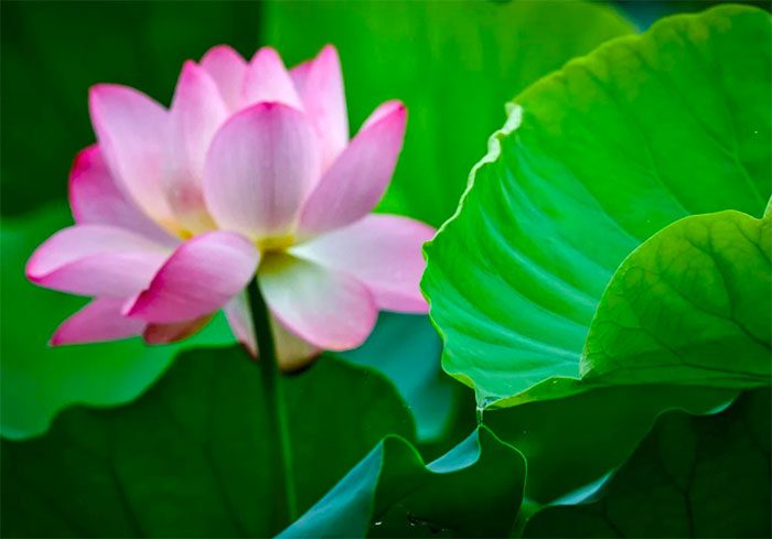 Chinese scientists using lotus leaves to test steam generation devices