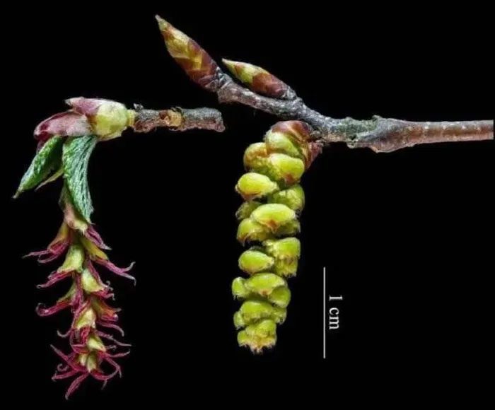 The difference between male and female flowers of the Putuo Goose Ear Oak.