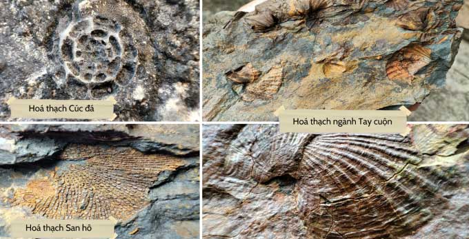 Fossils Discovered by Experts in Lạng Sơn Geopark