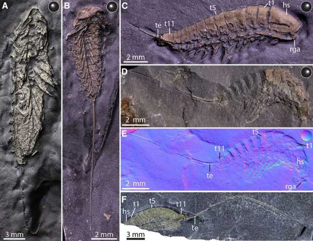 Close-up of the 450-million-year-old fossil recently excavated in New York