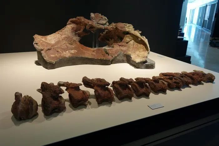 The remaining bones of the dinosaur Qunkasaura pintiquiniestra.