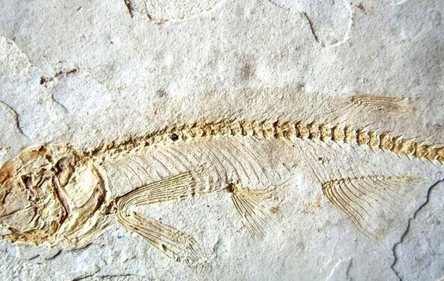 Rare fish fossil group discovered in Guizhou, China