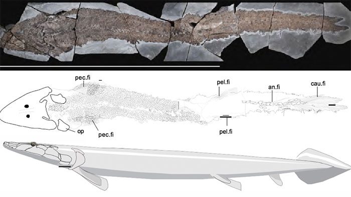 Fish fossils suggest Madagascar may be the homeland of ancient fish species.