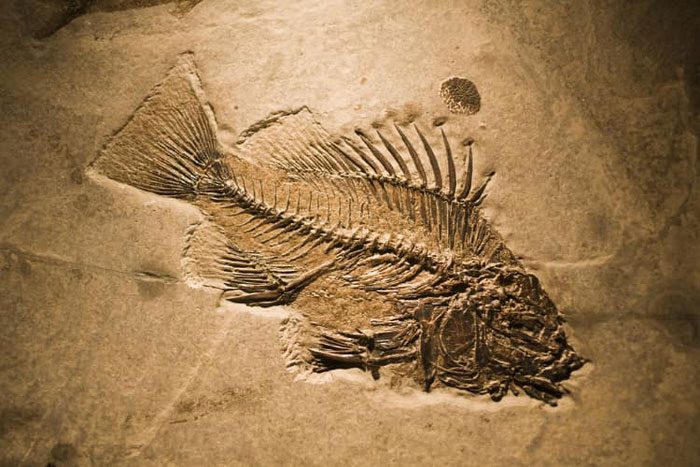 Fish Fossil